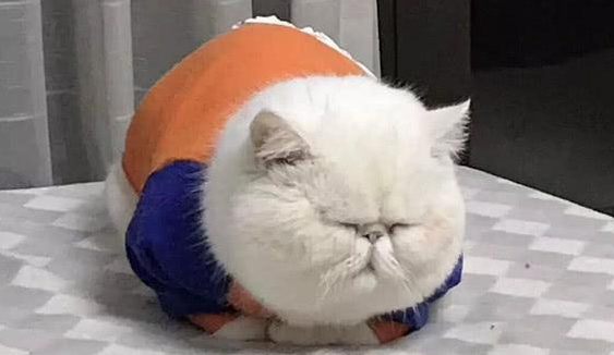 女子说猫咪脸太圆,圆规都画不出,网友不信,晒出照片后全都服了(图2)