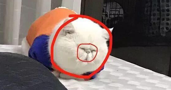 女子说猫咪脸太圆,圆规都画不出,网友不信,晒出照片后全都服了(图3)