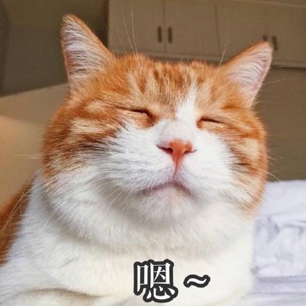 猫咪清洁安排及护理,新手养猫必看!让你的养猫之路更加省心!(图1)