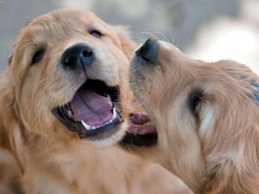 狗狗肠胃炎有哪些症状?狗狗肠胃炎介绍讲解及应对方法(图1)