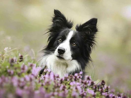 狗狗肠胃炎有哪些症状?狗狗肠胃炎介绍讲解及应对方法(图3)