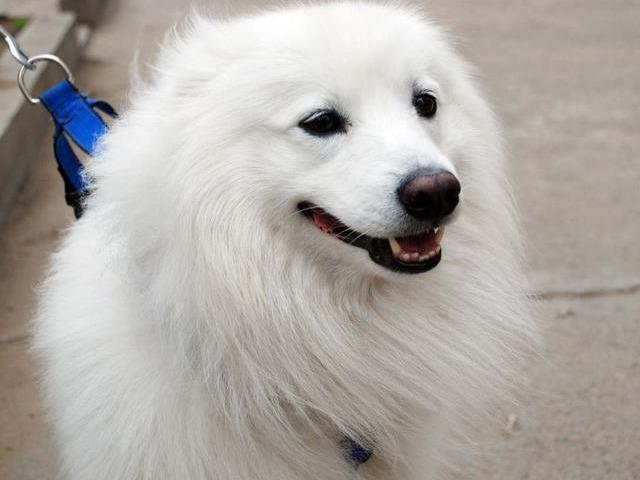 狗狗肠胃炎有哪些症状?狗狗肠胃炎介绍讲解及应对方法(图2)