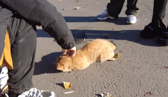 被车撞飞的流浪猫,只能无助地躺在地上哀嚎着,小哥:谁来背这锅(图2)