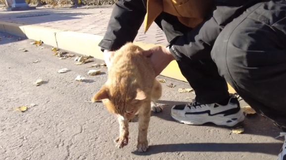 被车撞飞的流浪猫,只能无助地躺在地上哀嚎着,小哥:谁来背这锅(图3)