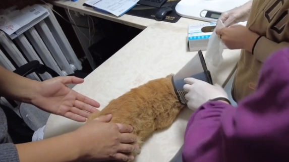 被车撞飞的流浪猫,只能无助地躺在地上哀嚎着,小哥:谁来背这锅(图5)