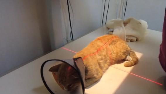 被车撞飞的流浪猫,只能无助地躺在地上哀嚎着,小哥:谁来背这锅(图6)