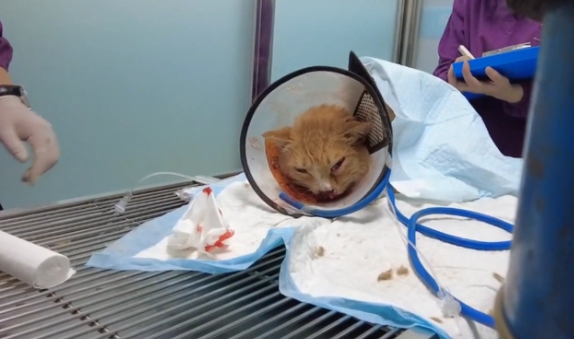 被车撞飞的流浪猫,只能无助地躺在地上哀嚎着,小哥:谁来背这锅(图8)