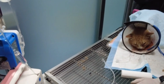 被车撞飞的流浪猫,只能无助地躺在地上哀嚎着,小哥:谁来背这锅(图9)