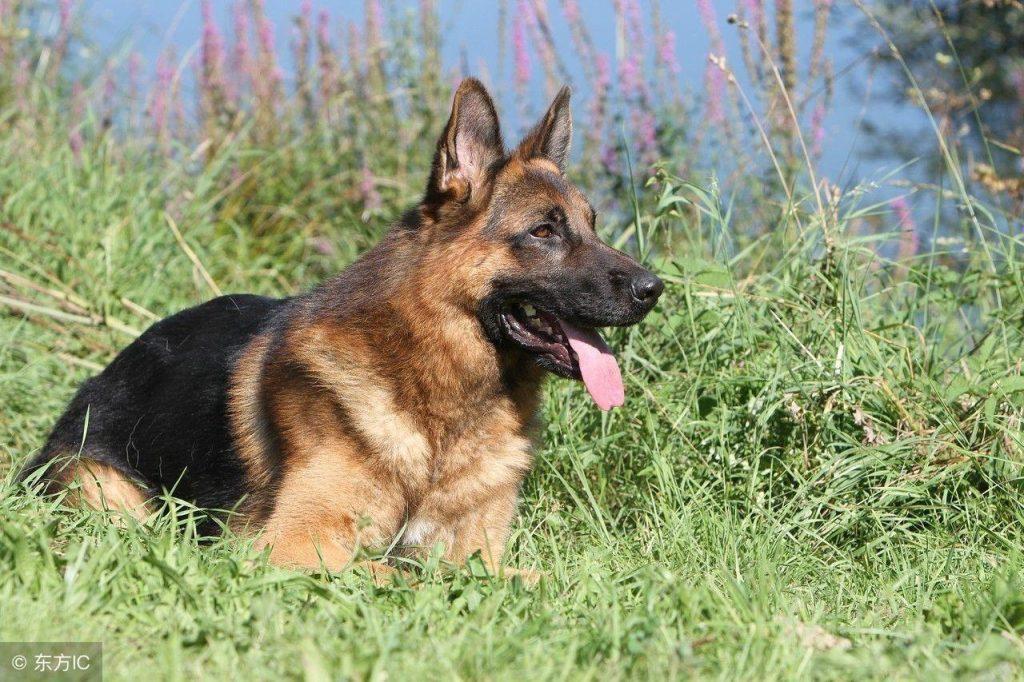 新手如何养好德牧,有哪些注意事项?德牧的饲养攻略(图1)