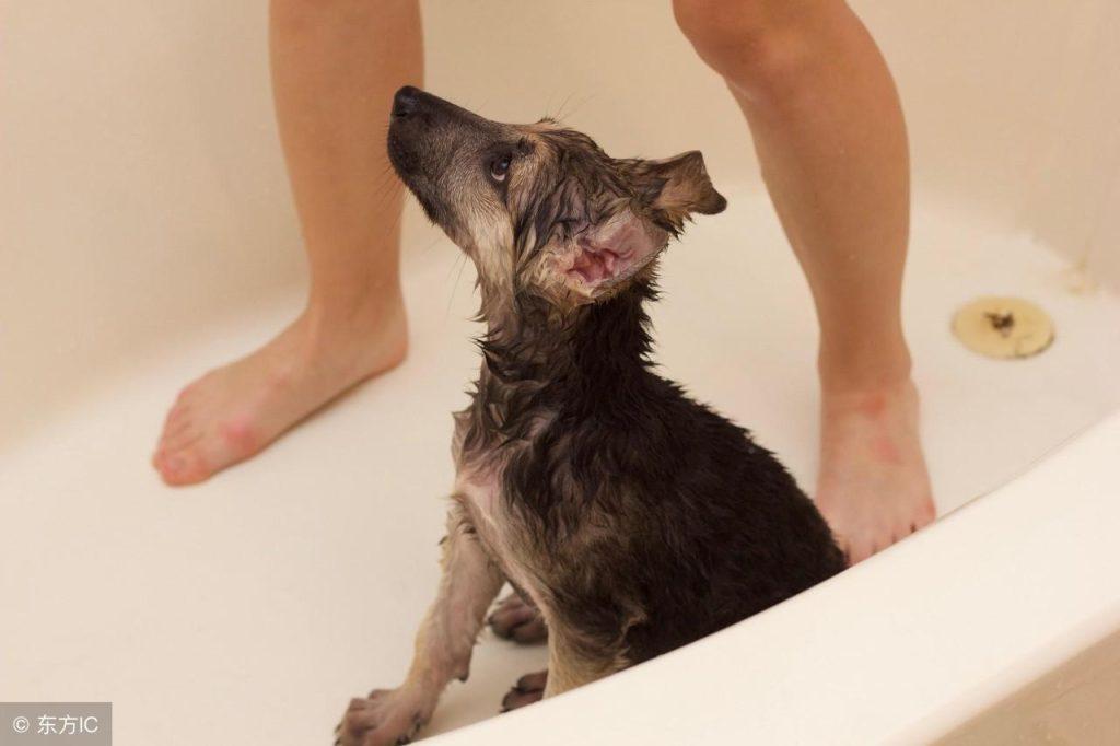 新手如何养好德牧,有哪些注意事项?德牧的饲养攻略(图4)