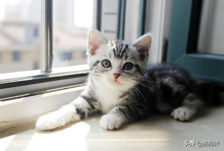 猫咪得了猫癣该如何处理才好?猫咪出现猫癣的处理方法(图2)