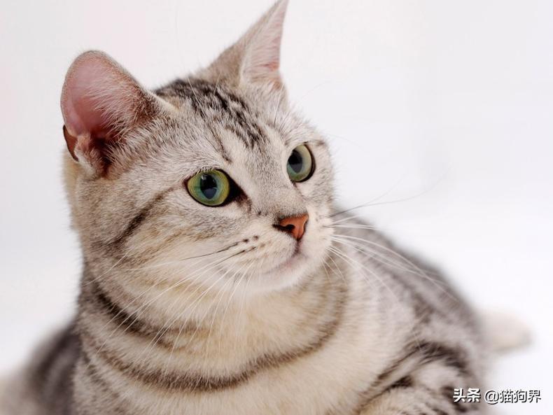 猫咪得了猫癣该如何处理才好?猫咪出现猫癣的处理方法(图4)