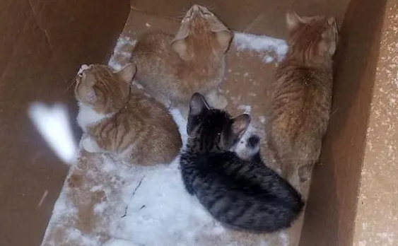 一窝小奶猫遭遗弃,暴风雪中冻得瑟瑟发抖(图1)
