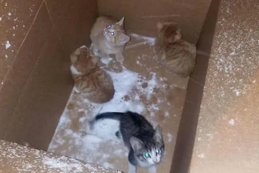 一窝小奶猫遭遗弃,暴风雪中冻得瑟瑟发抖(图2)