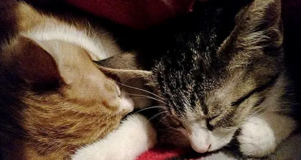 一窝小奶猫遭遗弃,暴风雪中冻得瑟瑟发抖(图3)