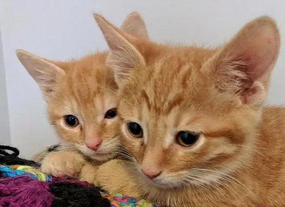 一窝小奶猫遭遗弃,暴风雪中冻得瑟瑟发抖(图4)