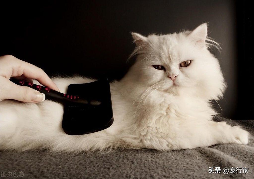 如何有效减轻猫毛掉落的程度?呵护猫咪毛发的3个小妙招(图2)