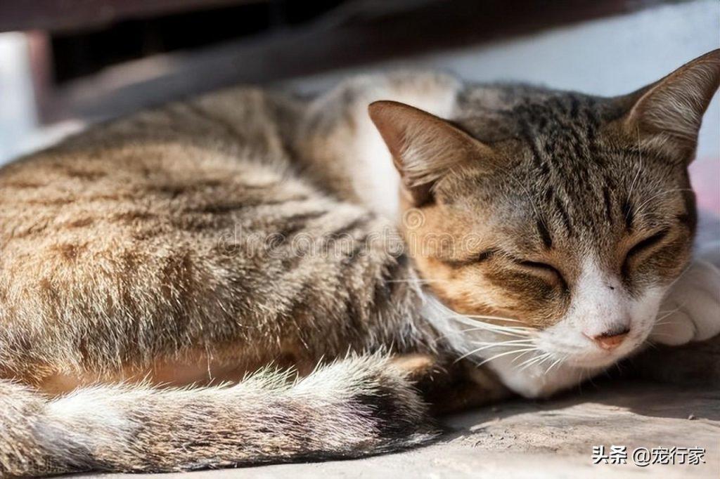 如何有效减轻猫毛掉落的程度?呵护猫咪毛发的3个小妙招(图1)