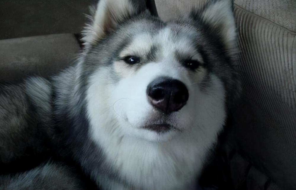 如何训练哈士奇乖乖回被窝睡觉?3个方法训练哈士奇回狗窝睡觉(图1)