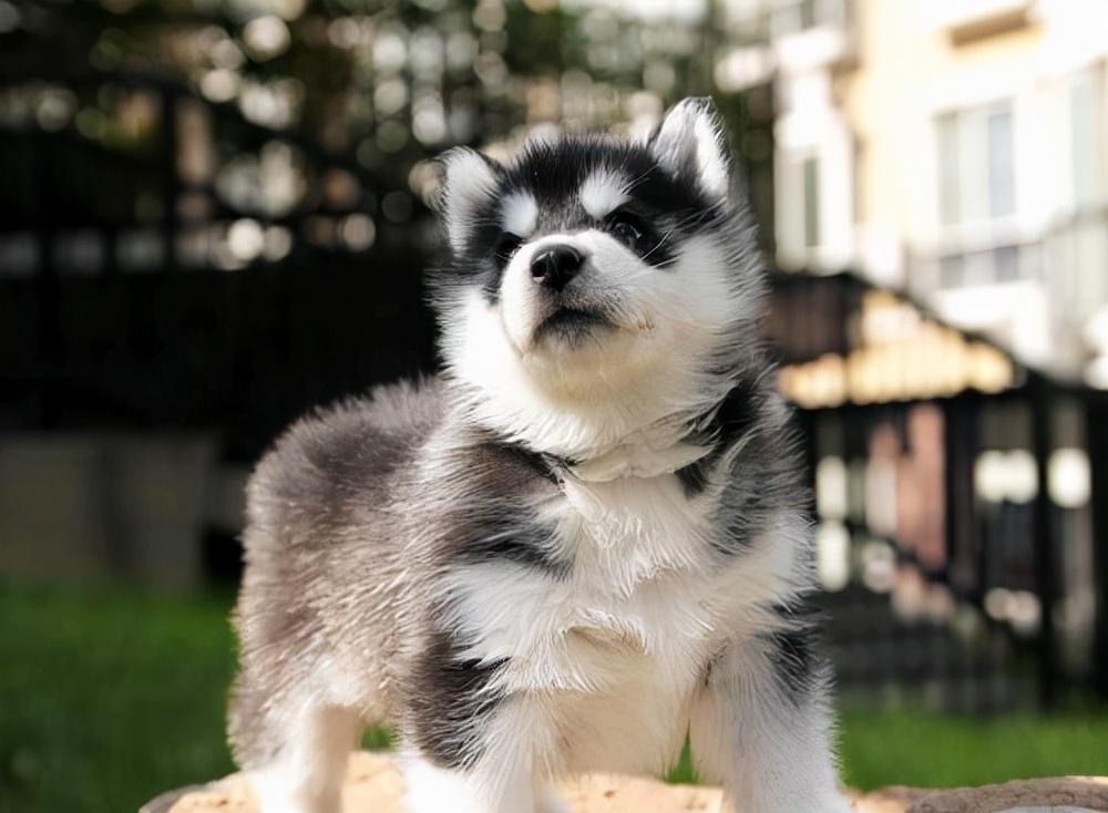 如何训练哈士奇乖乖回被窝睡觉?3个方法训练哈士奇回狗窝睡觉(图2)