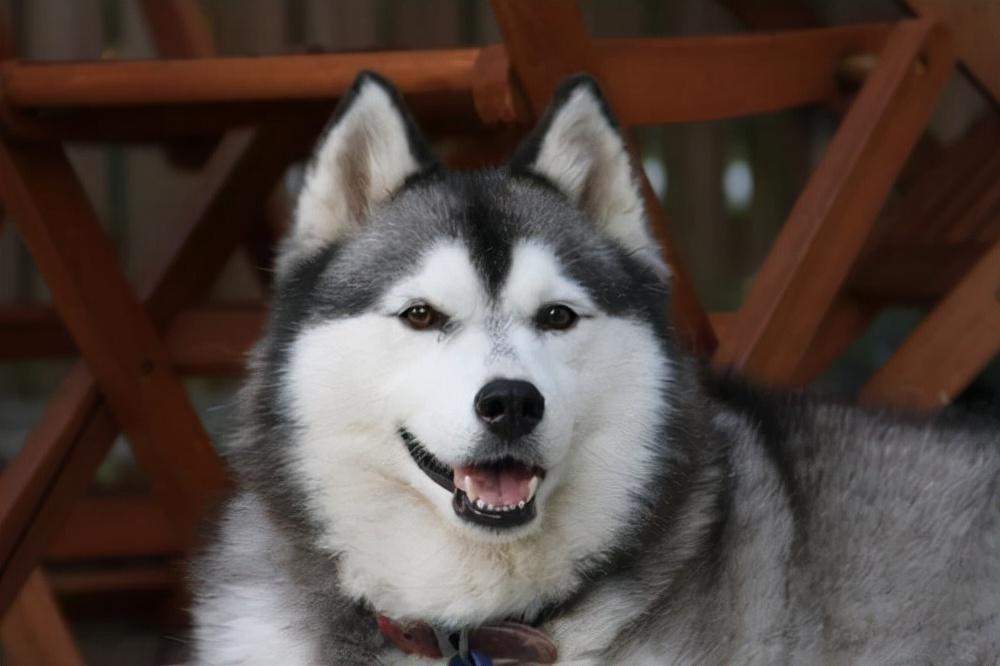 如何训练哈士奇乖乖回被窝睡觉?3个方法训练哈士奇回狗窝睡觉(图3)