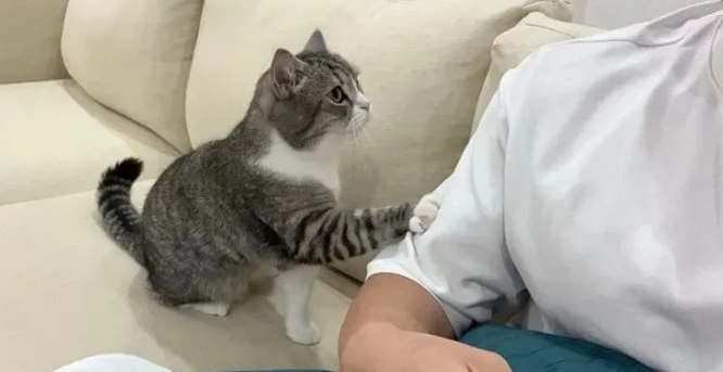 铲屎官亲切搂抱寄养猫,原住民站门边怒目而视!(图1)