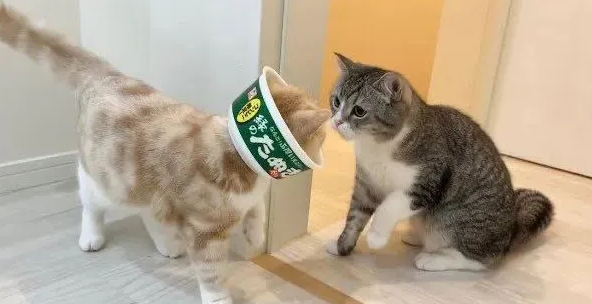 铲屎官亲切搂抱寄养猫,原住民站门边怒目而视!(图2)