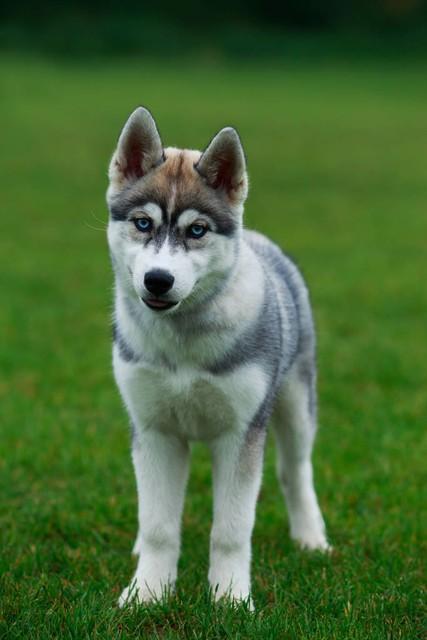 如何正确饲养哈士奇?新手饲养哈士奇必备指南(图3)