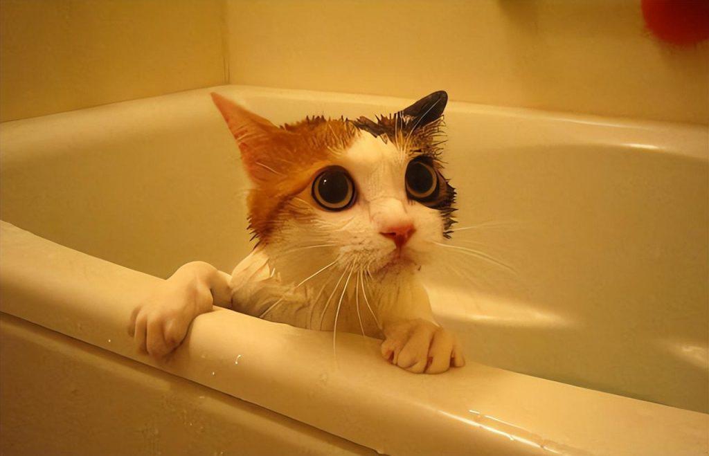 经常洗澡的猫咪很难给它吹干毛发?猫咪洗澡后吹干的小妙招(图1)