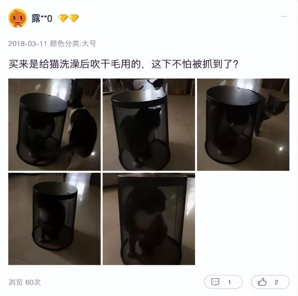经常洗澡的猫咪很难给它吹干毛发?猫咪洗澡后吹干的小妙招(图4)