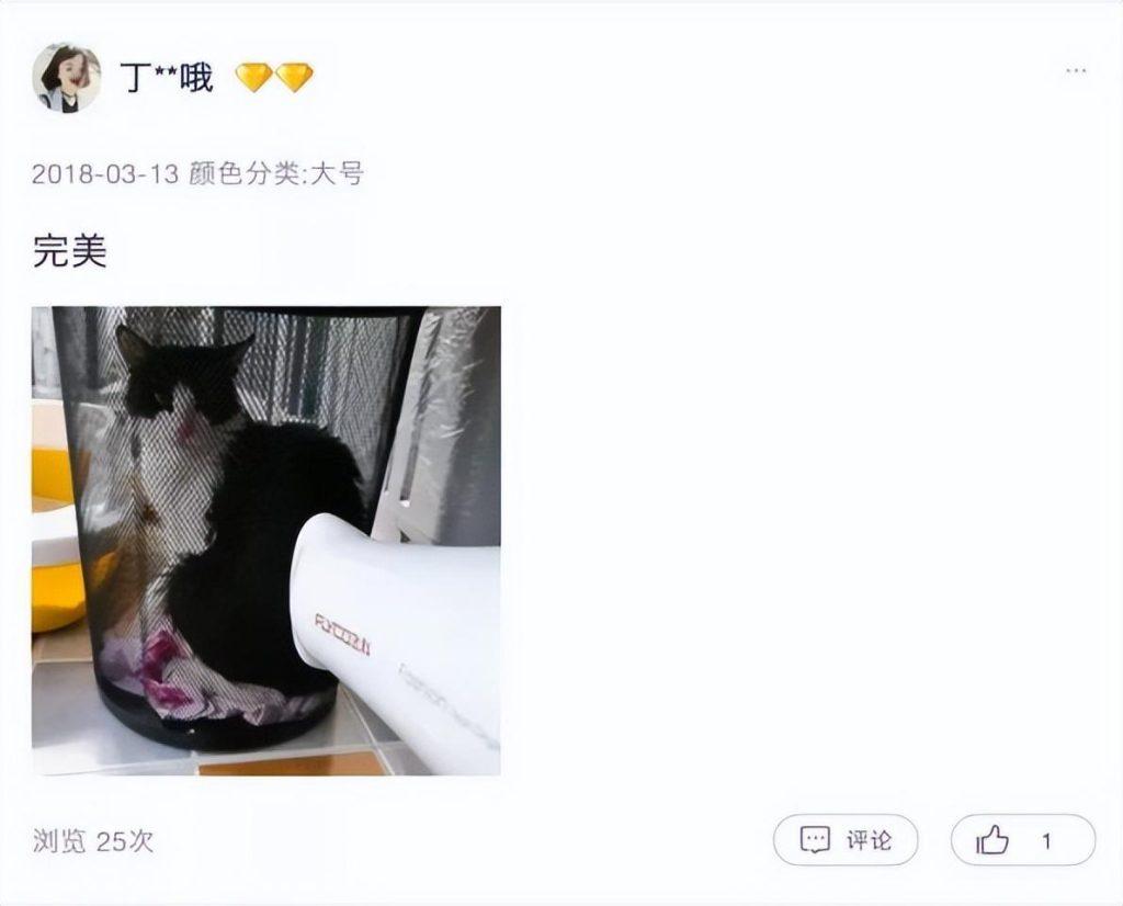 经常洗澡的猫咪很难给它吹干毛发?猫咪洗澡后吹干的小妙招(图9)
