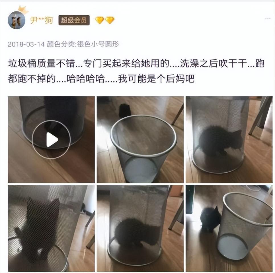经常洗澡的猫咪很难给它吹干毛发?猫咪洗澡后吹干的小妙招(图13)