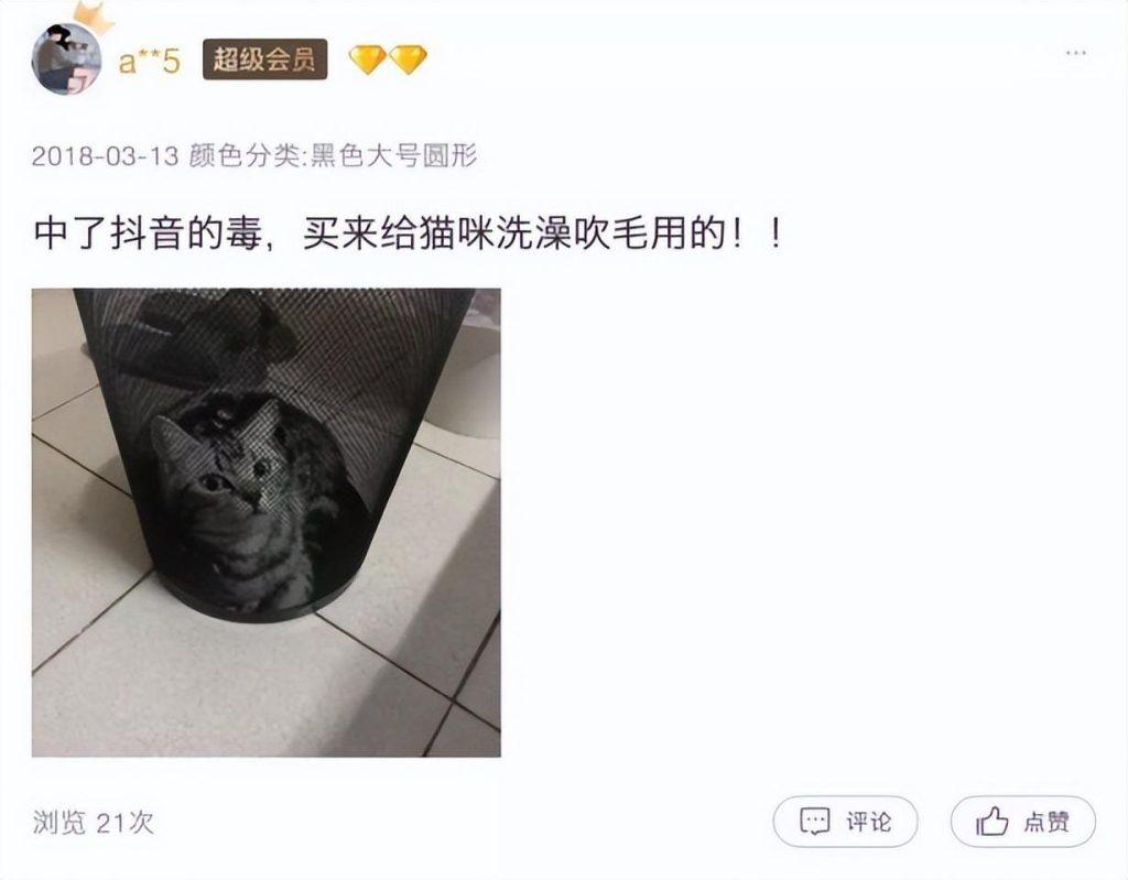 经常洗澡的猫咪很难给它吹干毛发?猫咪洗澡后吹干的小妙招(图14)