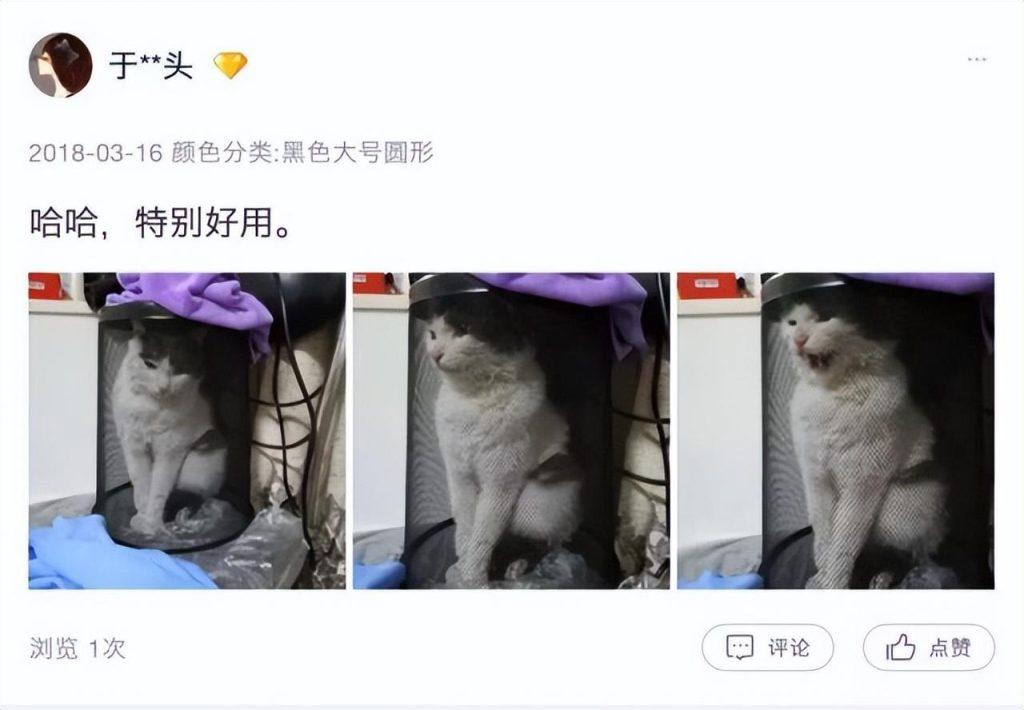 经常洗澡的猫咪很难给它吹干毛发?猫咪洗澡后吹干的小妙招(图15)
