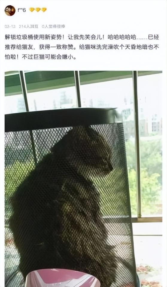 经常洗澡的猫咪很难给它吹干毛发?猫咪洗澡后吹干的小妙招(图16)