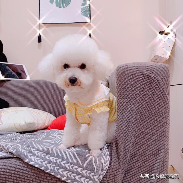 为什么狗狗喜欢磨爪子?狗狗产生磨爪子行为的4个原因(图1)