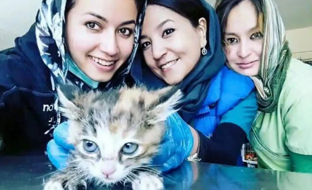 人命不如猫狗?英国包机带200只猫狗撤离阿富汗引全网争议(图1)