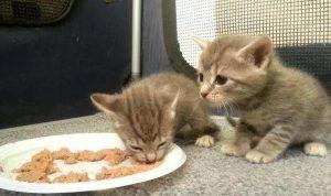 三个月猫咪隔几个小时喂一次?喂食时间和频率你知道吗(图2)