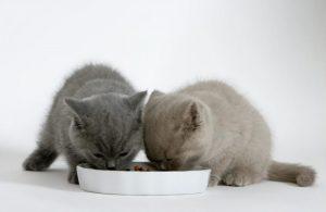 三个月猫咪隔几个小时喂一次?喂食时间和频率你知道吗(图4)