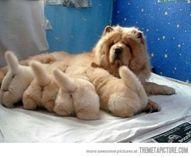 科普 | 犬瘟热初期症状和治疗方法(图5)