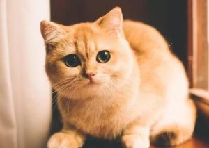 常见的英短猫三种颜色:最新价参考(图6)