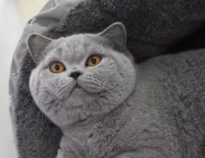 常见的英短猫三种颜色:最新价参考(图1)