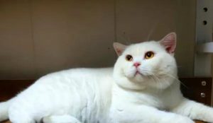 常见的英短猫三种颜色:最新价参考(图2)