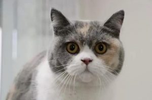 常见的英短猫三种颜色:最新价参考(图3)