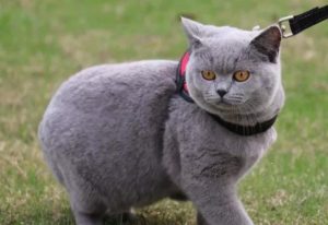 常见的英短猫三种颜色:最新价参考(图4)