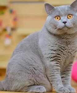 常见的英短猫三种颜色:最新价参考(图5)