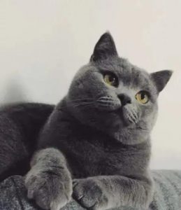 常见的英短猫三种颜色:最新价参考(图7)