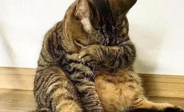 主人捉弄猫咪,在它身上放了一颗蛋,猫醒来吓到炸毛:我生蛋了?(图3)