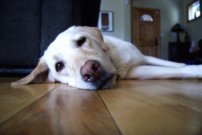 狗狗便秘怎么办?狗狗便秘的常见原因和防治方法(图2)