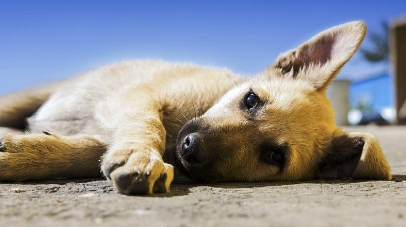 狗狗便秘怎么办?狗狗便秘的常见原因和防治方法(图4)